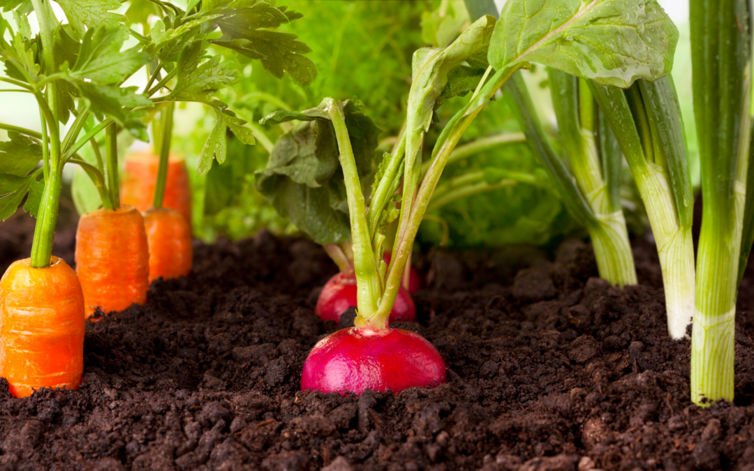 23 Common Vegetable Gardening Mistakes (And How to Fix Them!)