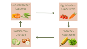 4-year crop rotation by plant family