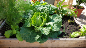 Raised bed