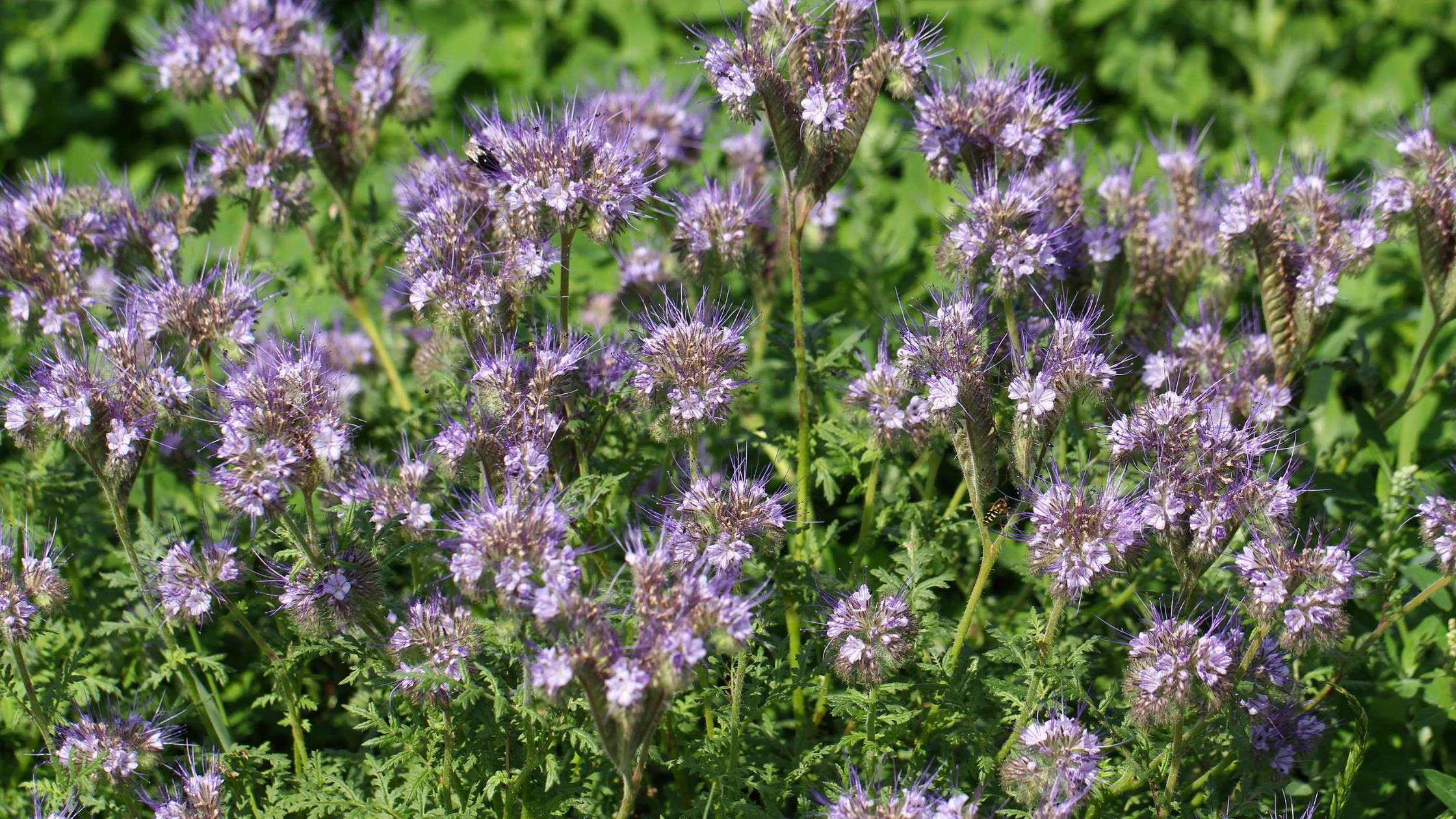 Cover crops: phacelia