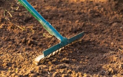 Awaken Your Garden: 11 Garden Tasks for March Success