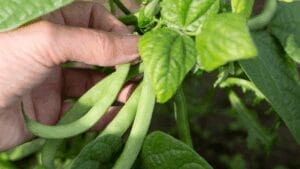 Bean plant
