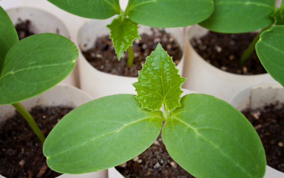 Seed-starting cucumbers: how to get healthy seedlings