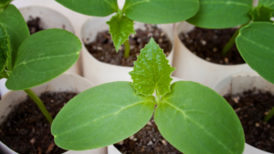 Cucumber seedlings with the first true leaves forming
