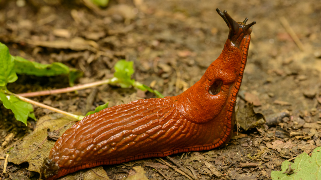Pests: snails and slugs