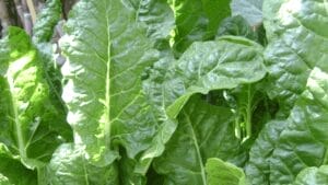 Spinach