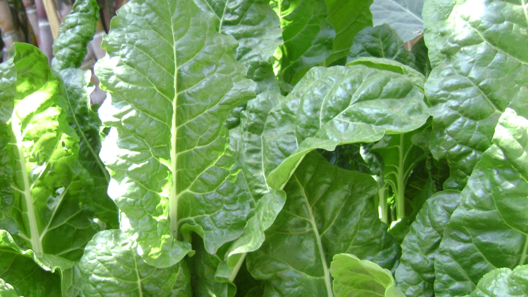 Spinach