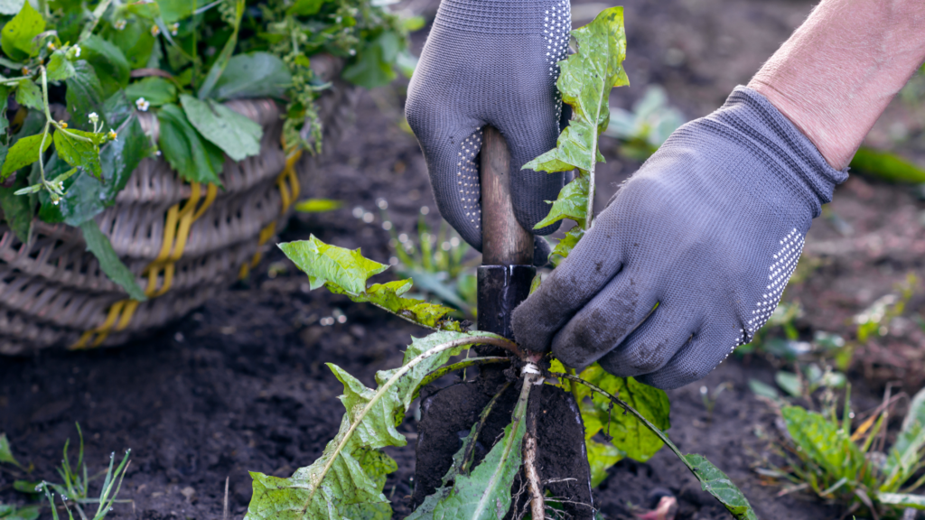 Pulling out weeds