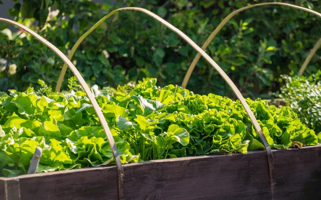 May Magic: Transform your Garden this Month with these 11 tasks
