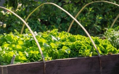 May Magic: Transform your Garden this Month with these 11 tasks