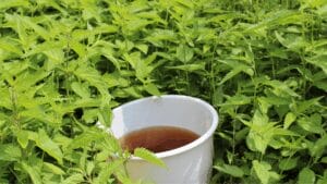 liquid manure made from stinging nettle