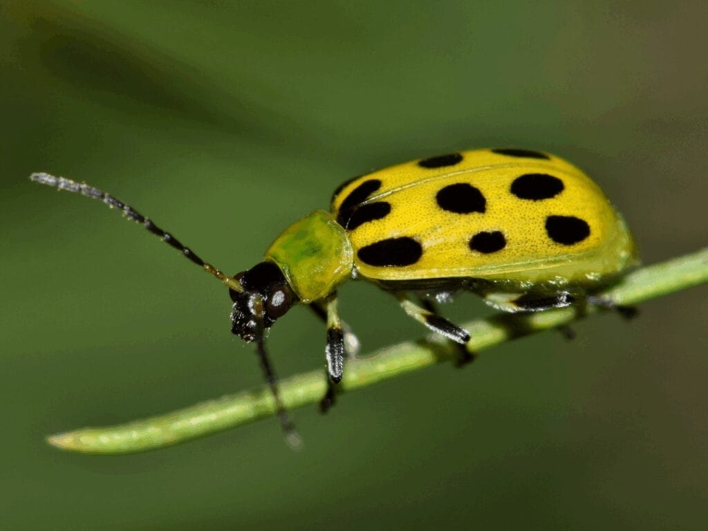 Cucumber beetle