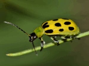 Cucumber beetle