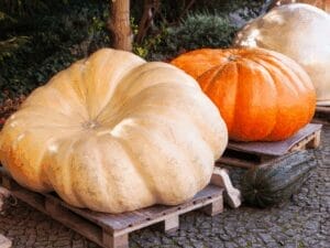 Giant pumpkins