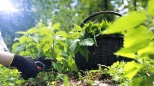 Nettles, about to be harvested for making nettle manure
