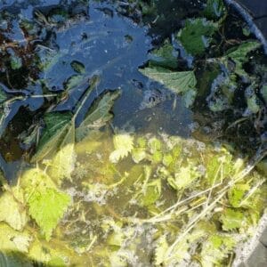 Mature nettle manure - ready to use