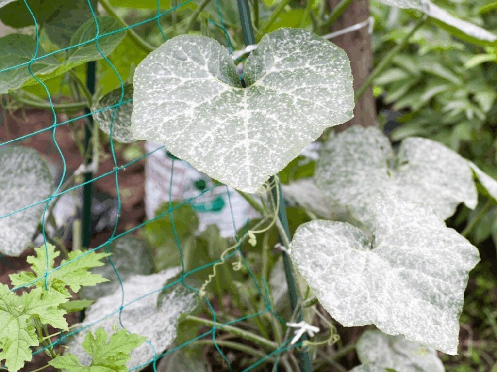 Mildew on pumpkin or cucumber leaves