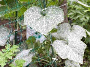 Mildew on pumpkin or cucumber leaves