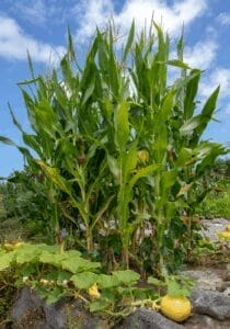 Milpa or "Three Sisters" bed: corn, beans and pumpkin