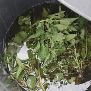 Fresh nettles with water, waiting to ferment into nettle manure