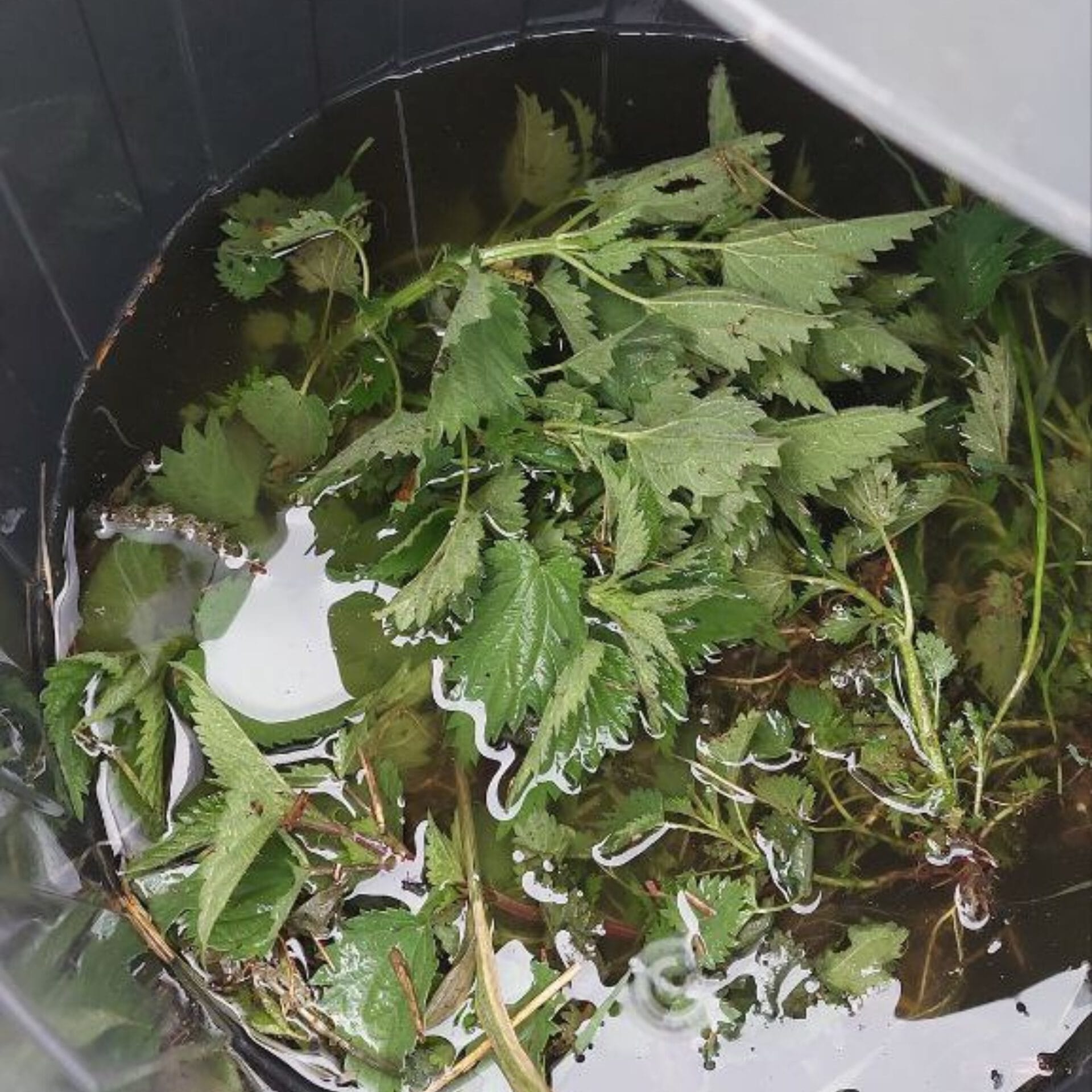 Fresh nettles with water, waiting to ferment into nettle manure