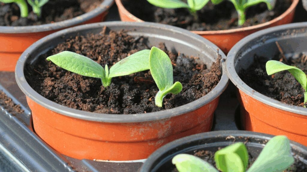 pumpkin seedlings
