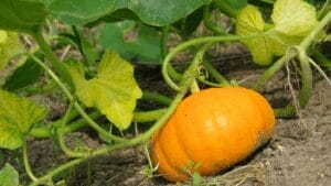 Pumpkin plant