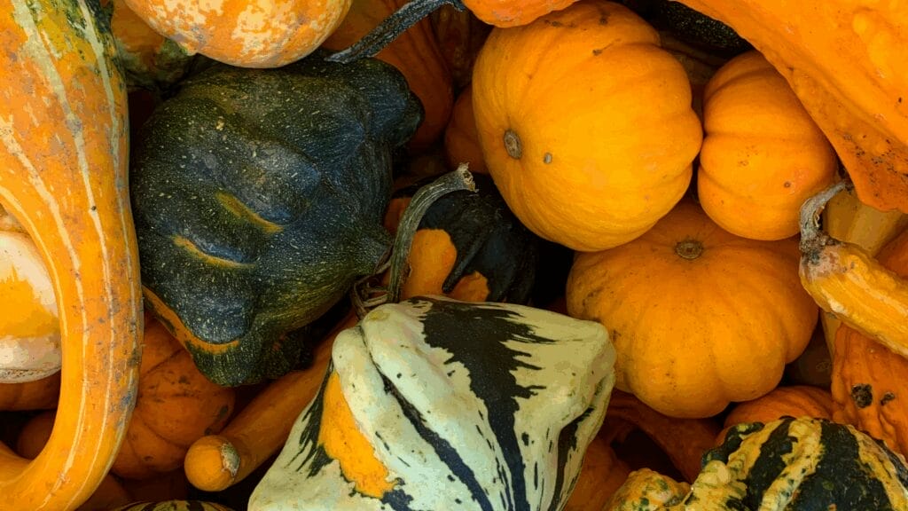 Ornamental pumpkins