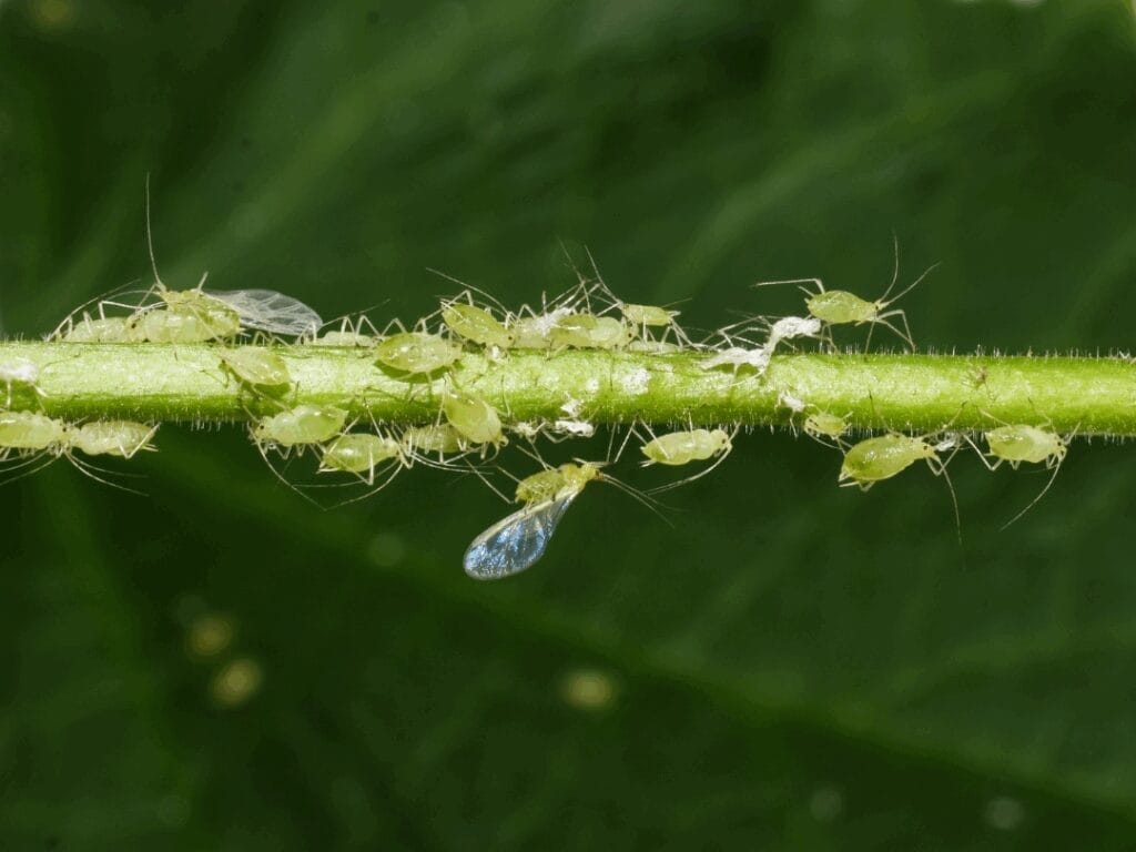 Aphids on a plant stem