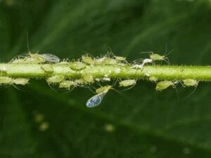 Aphids on a plant stem