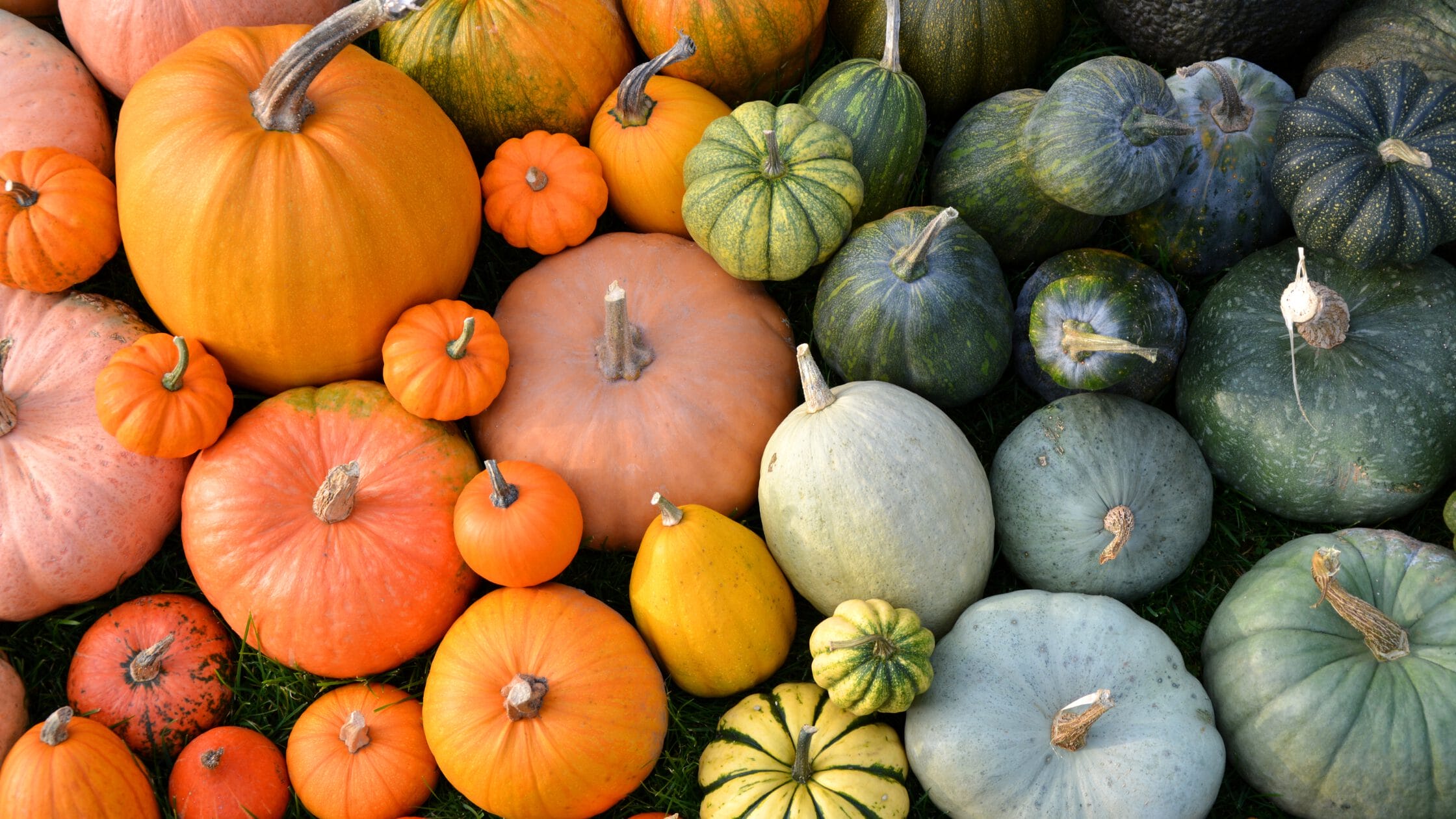 Different pumpkin varieties
