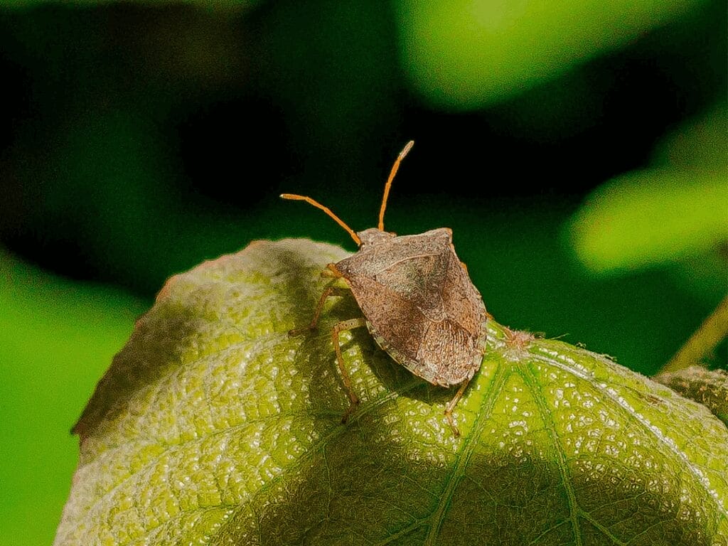 Squash bug