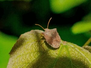 Squash bug
