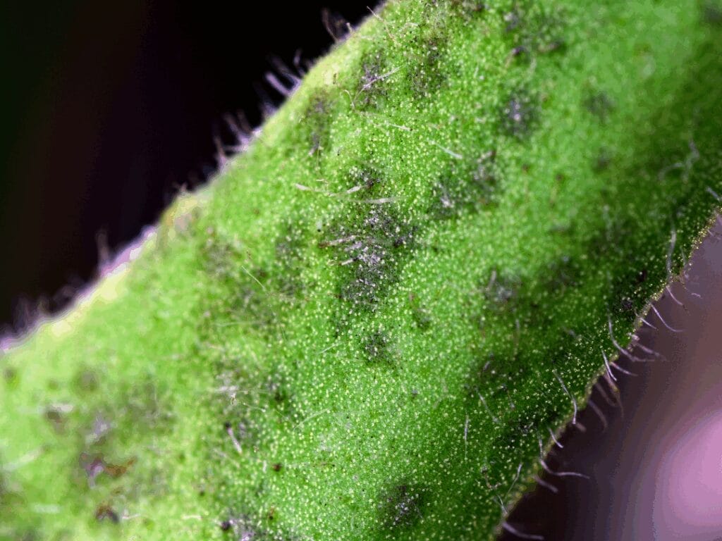 blight on plant stem