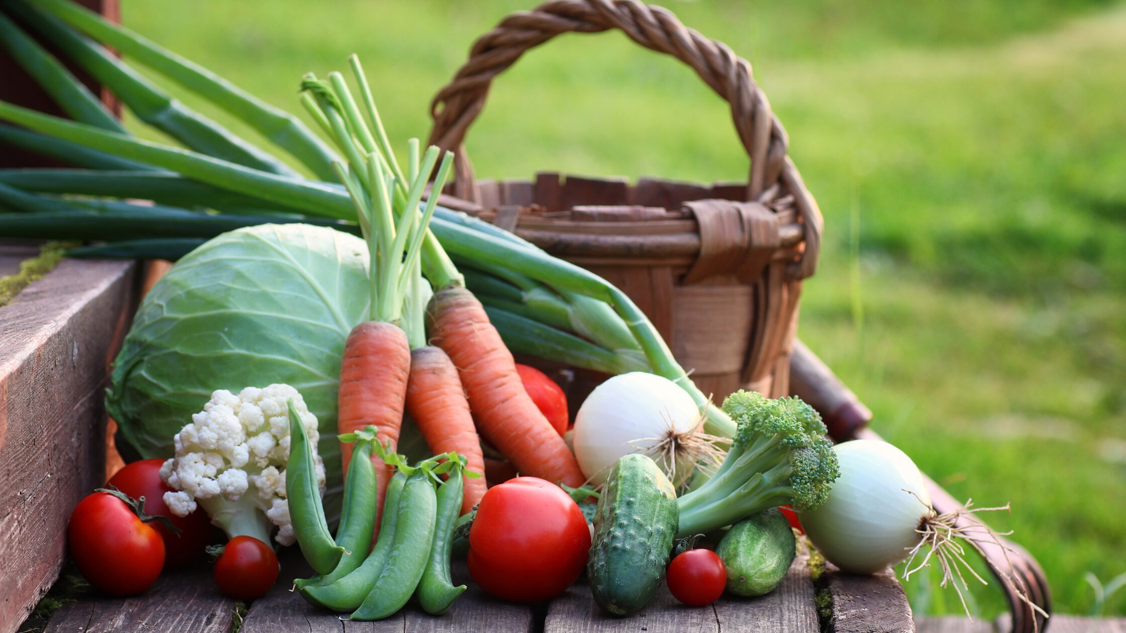 Vegetable harvest