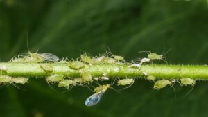 Aphids on a plant
