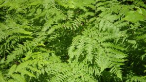 Bracken