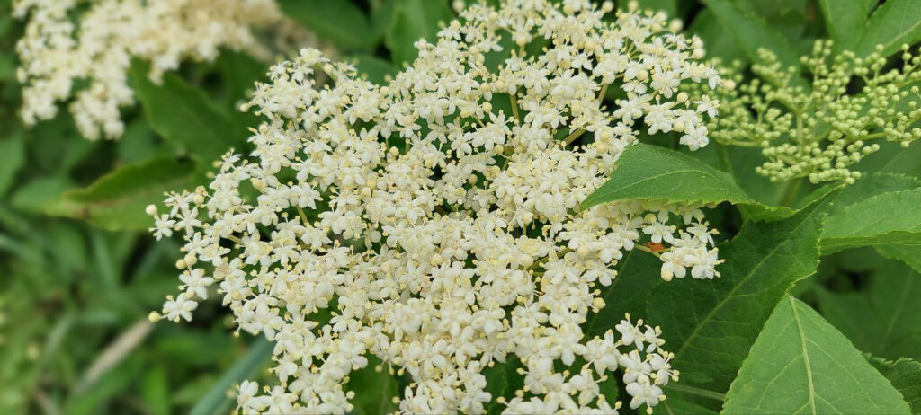 Elderflower umbel