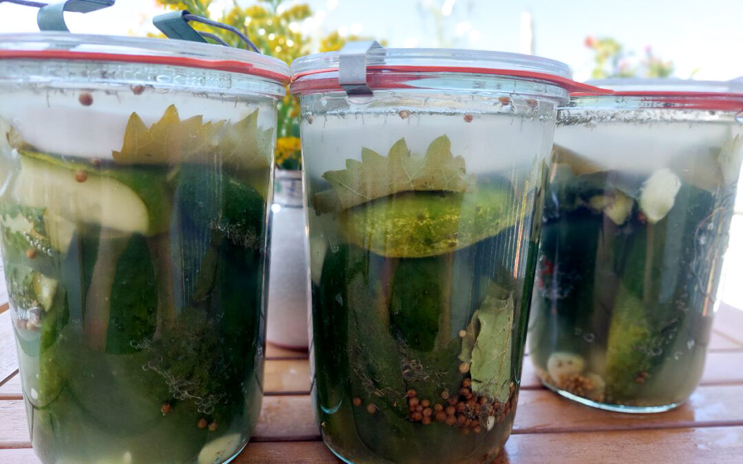 Mastering Fermented Gherkins: Small Pickles, Big Flavor