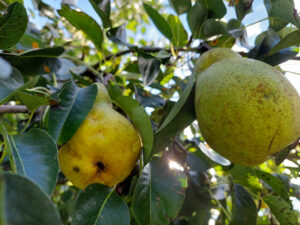 Two pears on a tree