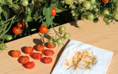 How to Save Tomato Seeds