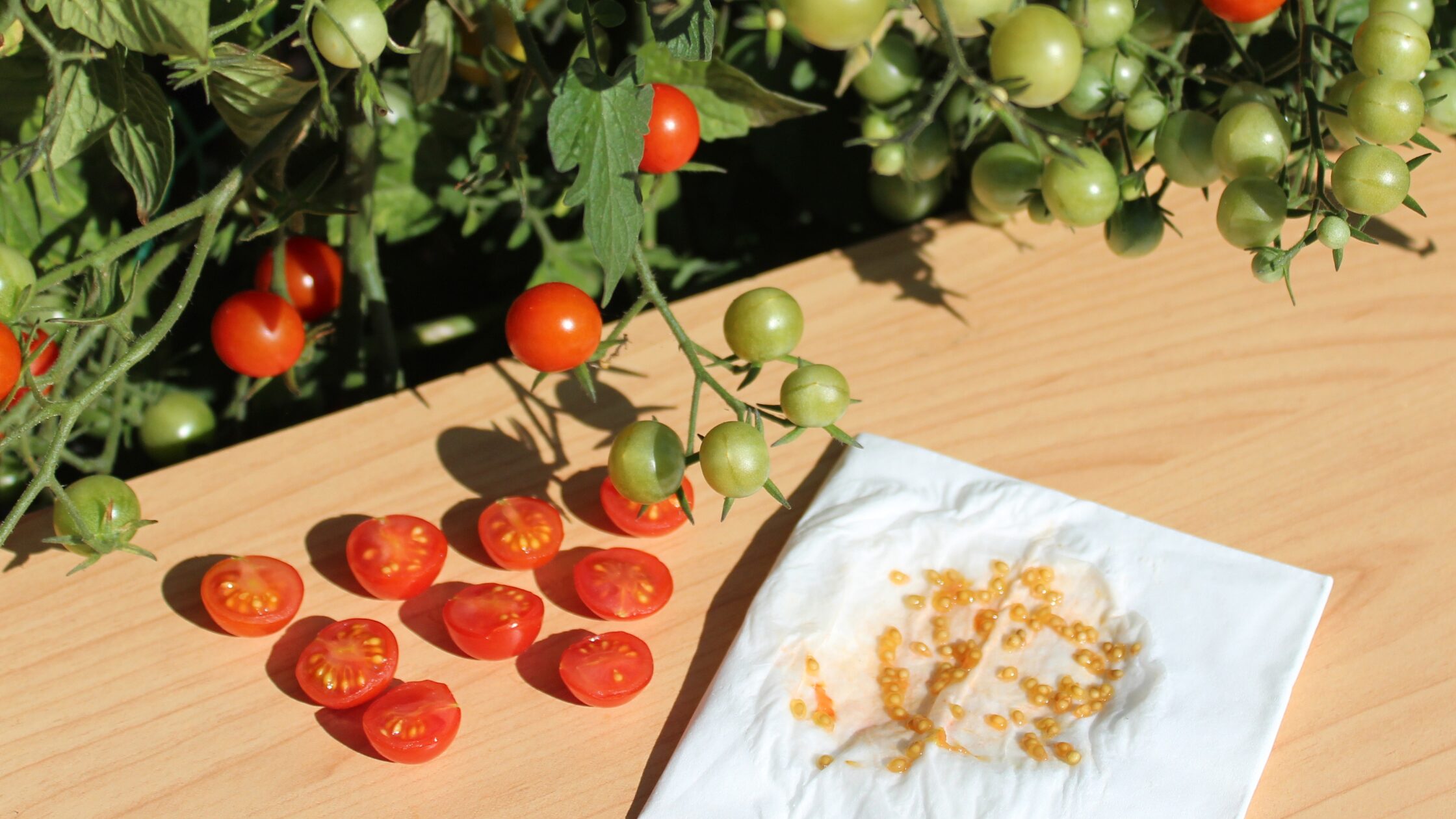 tomato plant in the background, tomatoes on a board and tomato seeds beside them