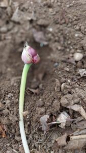 Garlic bulbils on the scape