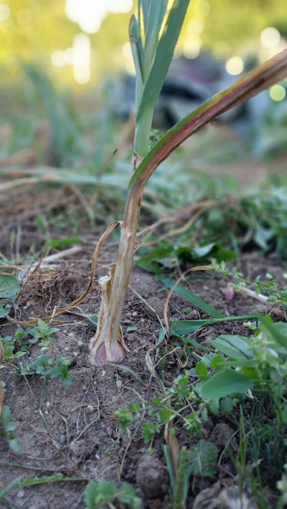 garlic plant, the bottom third of the leaves yellow which indicates it's ready to be harvested