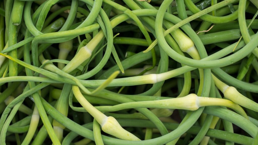 garlic scapes