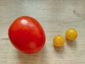 one larger red tomato and two smaller yellow ones