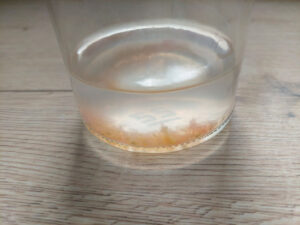 fermented tomato seeds in a jar