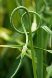 single garlic scape