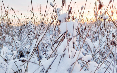 January Reflections: The Beauty of Rest and New Beginnings