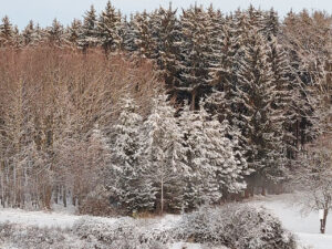 January view of snow-covered woods